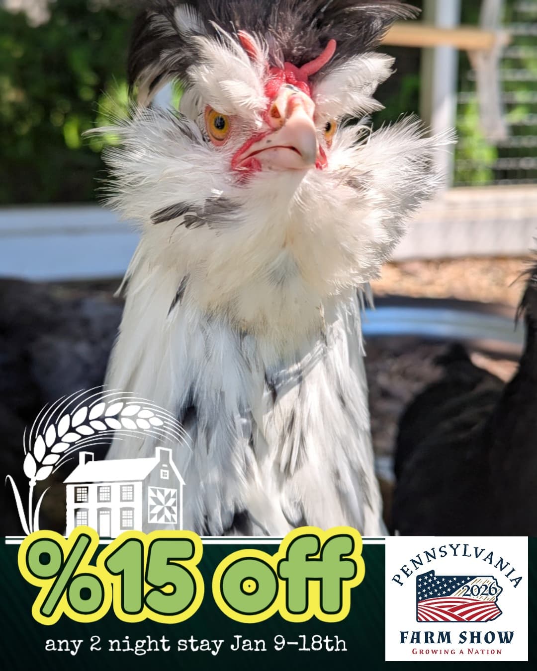 A fluffy white chicken with a vivid red comb stands prominently in front of a promotional banner for a discount on a two-night stay during the Pennsylvania Farm Show.