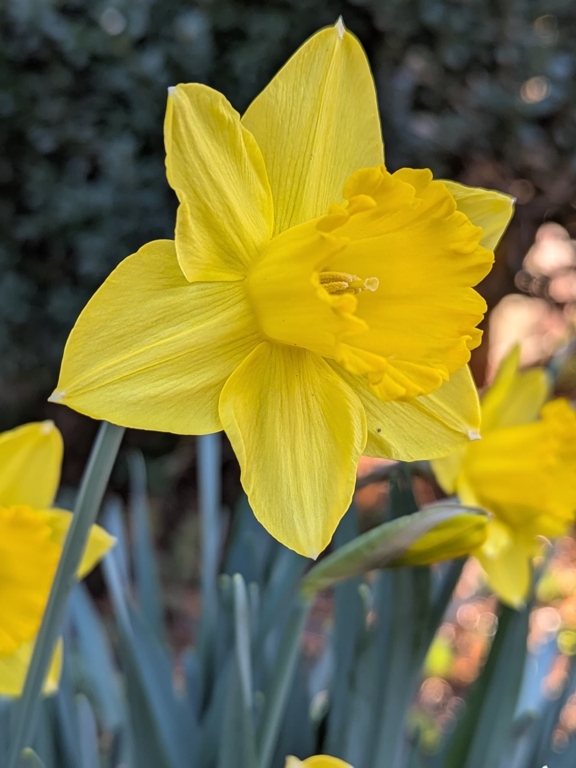 A bright yellow daffodil blooms among green foliage. A bright yellow daffodil blooms among green foliage.