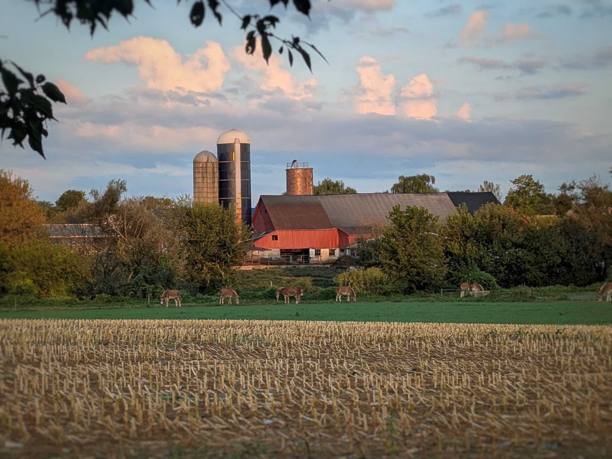A farm with silos and a red barn surrounded by fields and deer grazing at dusk. A farm with silos and a red barn surrounded by fields and deer grazing at dusk.