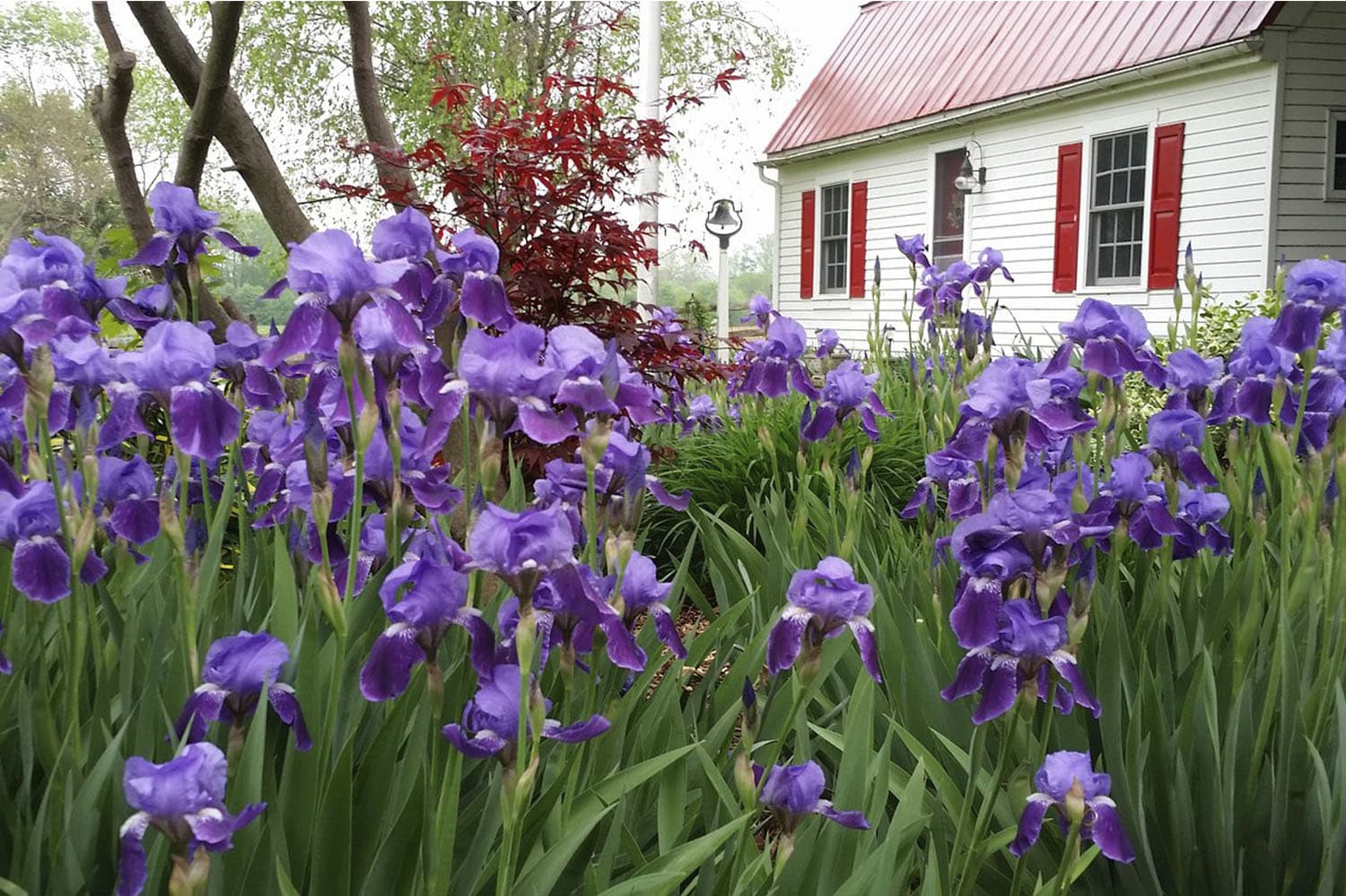 A garden filled with blooming purple irises in front of a white house with red shutters.