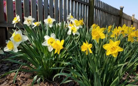 Garden daffodils
